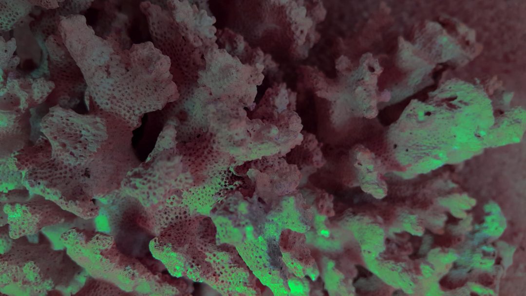 Photo of Phosphorus coral