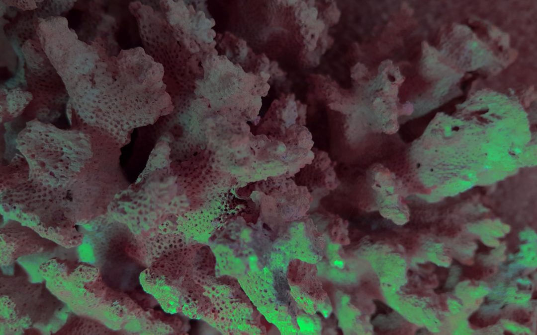 Coral Phosporus